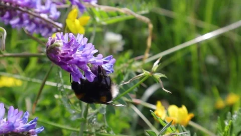 Bee climbs up a pink flower and flies away Video stock 169045919