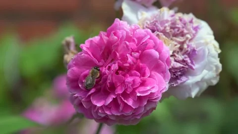 Bee climbs into a pink flower to collect pollen in close-up 2 Stock Footage 133218345