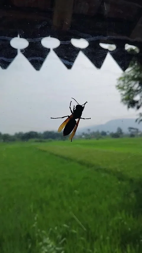 Bee Clinging to the Glass Window Stock Footage 342000452