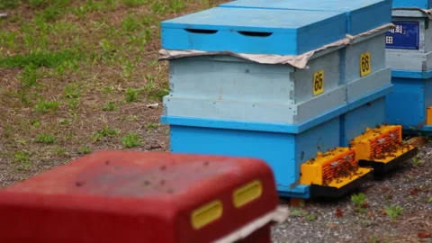 Bee close up. Bees at the bee hive. Swarm of bees Vídeos de archivo 169780432