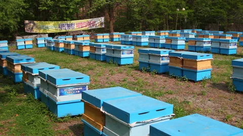 Bee close up. Bees at the bee hive. Swarm of bees Stock Footage 169780438