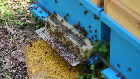 Bee close up. Bees at the bee hive. Swarm of bees 스톡 동영상 169780468