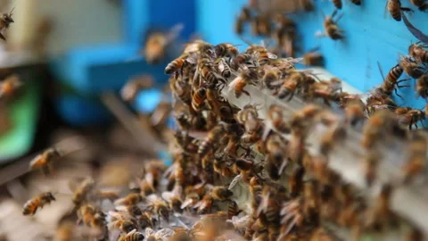 Bee close up. Bees at the bee hive. Swarm of bees Vídeos de archivo 169780508