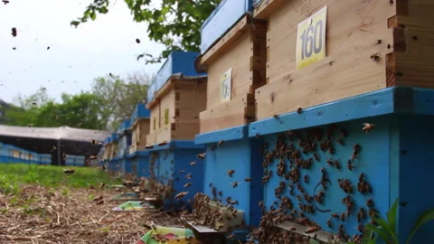 Bee close up. Bees at the bee hive. Swarm of bees Vídeos de archivo 169780524