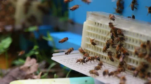 Bee close up. Bees at the bee hive. Swarm of bees Vídeos de archivo 169780527