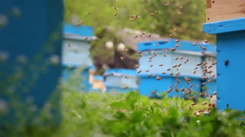 Bee close up. Bees at the bee hive. Swarm of bees Vídeos de archivo 169780548