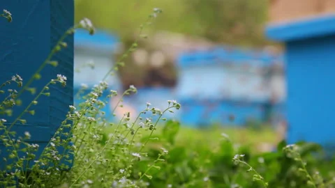 Bee close up. Bees at the bee hive. Swarm of bees Stock Footage 169780571