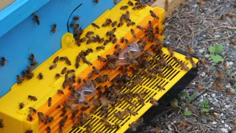Bee close up. Bees at the bee hive. Swarm of bees Vídeos de archivo 169780618