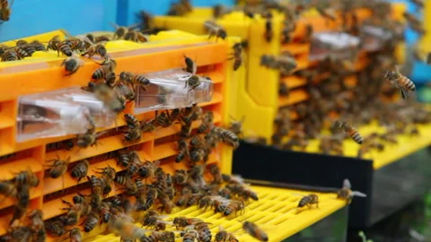 Bee close up. Bees at the bee hive. Swarm of bees Vídeos de archivo 169780636