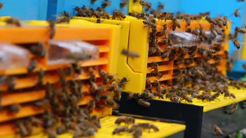 Bee close up. Bees at the bee hive. Swarm of bees Vídeos de archivo 169780641