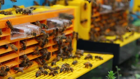 Bee close up. Bees at the bee hive. Swarm of bees Vídeos de archivo 169780655