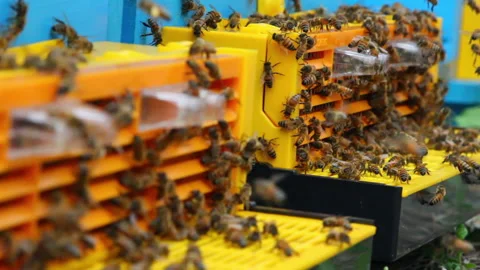 Bee close up. Bees at the bee hive. Swarm of bees Vídeos de archivo 169780660