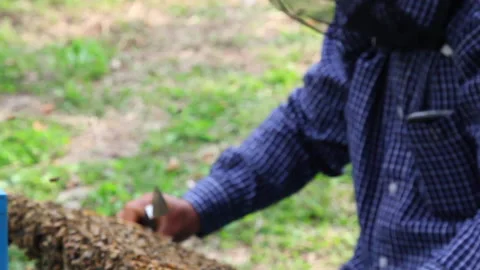 Bee close up. Bees at the bee hive. Swarm of bees Stock Footage 169780818