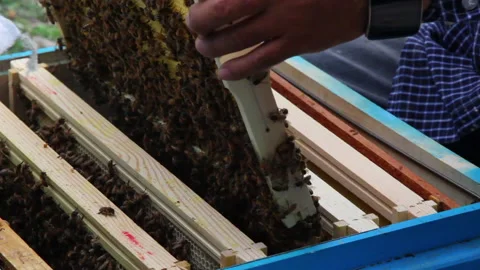 Bee close up. Bees at the bee hive. Swarm of bees Stock Footage 169780819