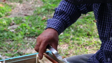 Bee close up. Bees at the bee hive. Swarm of bees Stock Footage 169780833