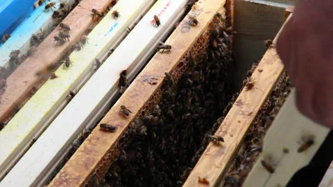Bee close up. Bees at the bee hive. Swarm of bees 動画素材 169780898
