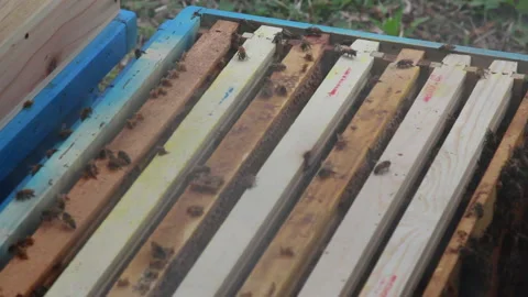 Bee close up. Bees at the bee hive. Swarm of bees Stock Footage 169780934