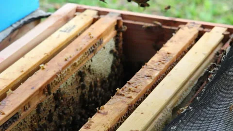 Bee close up. Bees at the bee hive. Swarm of bees Stock Footage 169780940