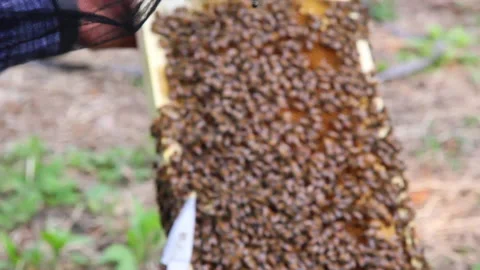 Bee close up. Bees at the bee hive. Swarm of bees 스톡 동영상 169780975