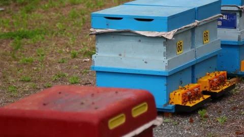 Bee close up. Bees at the bee hive. Swarm of bees 스톡 동영상 169782929