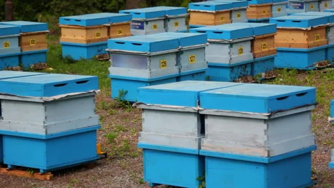 Bee close up. Bees at the bee hive. Swarm of bees Vídeos de archivo 169782951