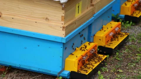 Bee close up. Bees at the bee hive. Swarm of bees Stock Footage 169782952