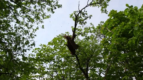 Bee close up. Bees at the bee hive. Swarm of bees Stock Footage 169782977