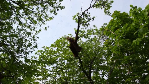 Bee close up. Bees at the bee hive. Swarm of bees 스톡 동영상 169782982