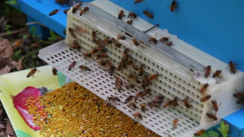 Bee close up. Bees at the bee hive. Swarm of bees 库存影片 169782986
