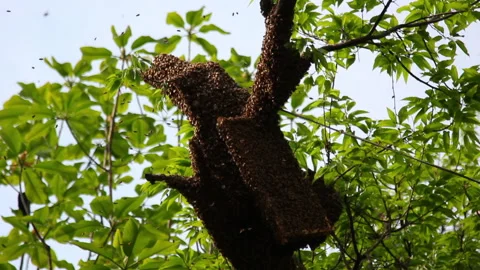 Bee close up. Bees at the bee hive. Swarm of bees Stock Footage 169783003