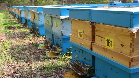 Bee close up. Bees at the bee hive. Swarm of bees Stock Footage 169783025