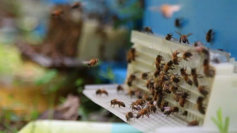 Bee close up. Bees at the bee hive. Swarm of bees Stock Footage 169783030
