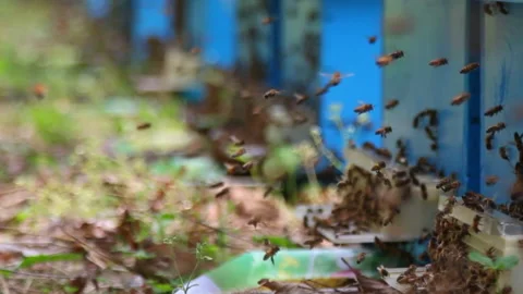 Bee close up. Bees at the bee hive. Swarm of bees 動画素材 169783075