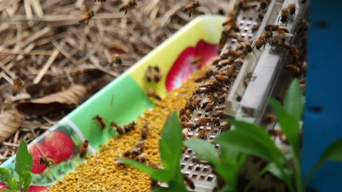 Bee close up. Bees at the bee hive. Swarm of bees Stock Footage 169783121