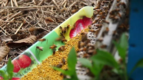 Bee close up. Bees at the bee hive. Swarm of bees Stock Footage 169783122