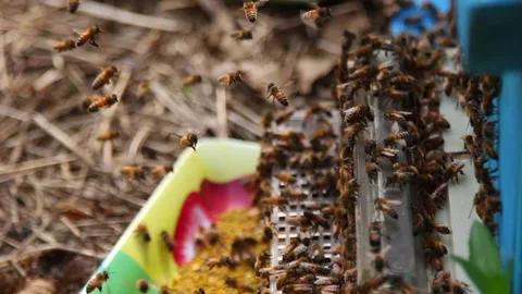 Bee close up. Bees at the bee hive. Swarm of bees 動画素材 169783149