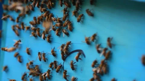 Bee close up. Bees at the bee hive. Swarm of bees Stock Footage 169783167