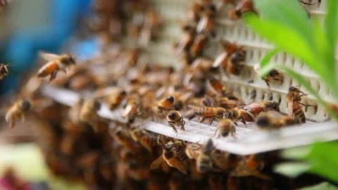 Bee close up. Bees at the bee hive. Swarm of bees Vídeos de archivo 169783169