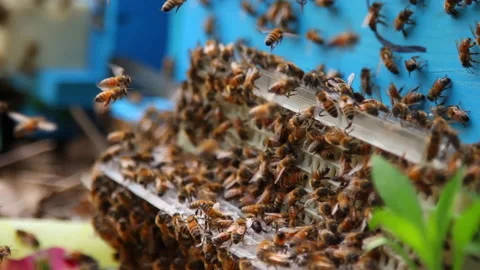 Bee close up. Bees at the bee hive. Swarm of bees Stock Footage 169783205