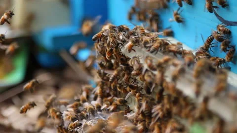 Bee close up. Bees at the bee hive. Swarm of bees Vídeos de archivo 169783218