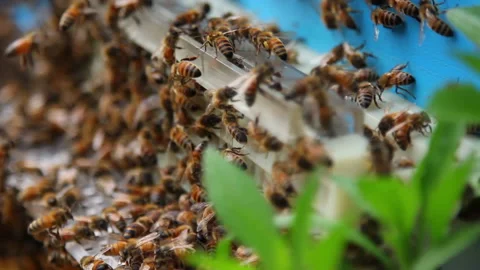 Bee close up. Bees at the bee hive. Swarm of bees Vídeos de archivo 169783241