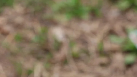 Bee close up. Bees at the bee hive. Swarm of bees Vídeos de archivo 169783282