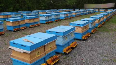 Bee close up. Bees at the bee hive. Swarm of bees Stock Footage 169783305