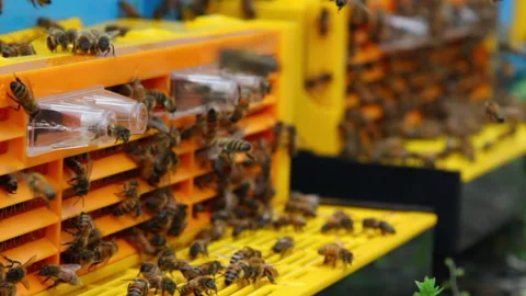 Bee close up. Bees at the bee hive. Swarm of bees 動画素材 169783324