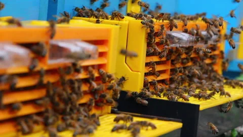 Bee close up. Bees at the bee hive. Swarm of bees Stock Footage 169783342