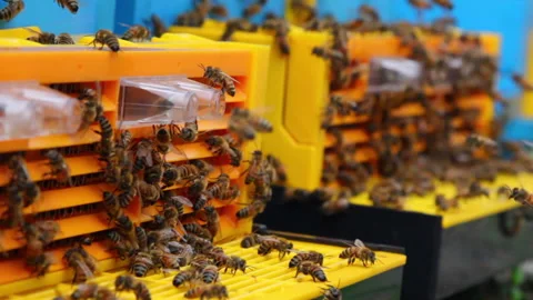 Bee close up. Bees at the bee hive. Swarm of bees Vídeos de archivo 169783343