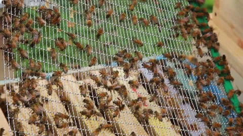 Bee close up. Bees at the bee hive. Swarm of bees Vídeos de archivo 169783346