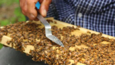 Bee close up. Bees at the bee hive. Swarm of bees Vídeos de archivo 169783365