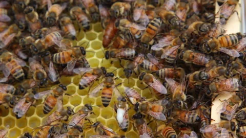 Bee close up. Bees at the bee hive. Swarm of bees Stock Footage 169783384
