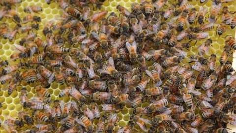 Bee close up. Bees at the bee hive. Swarm of bees Vídeos de archivo 169783398